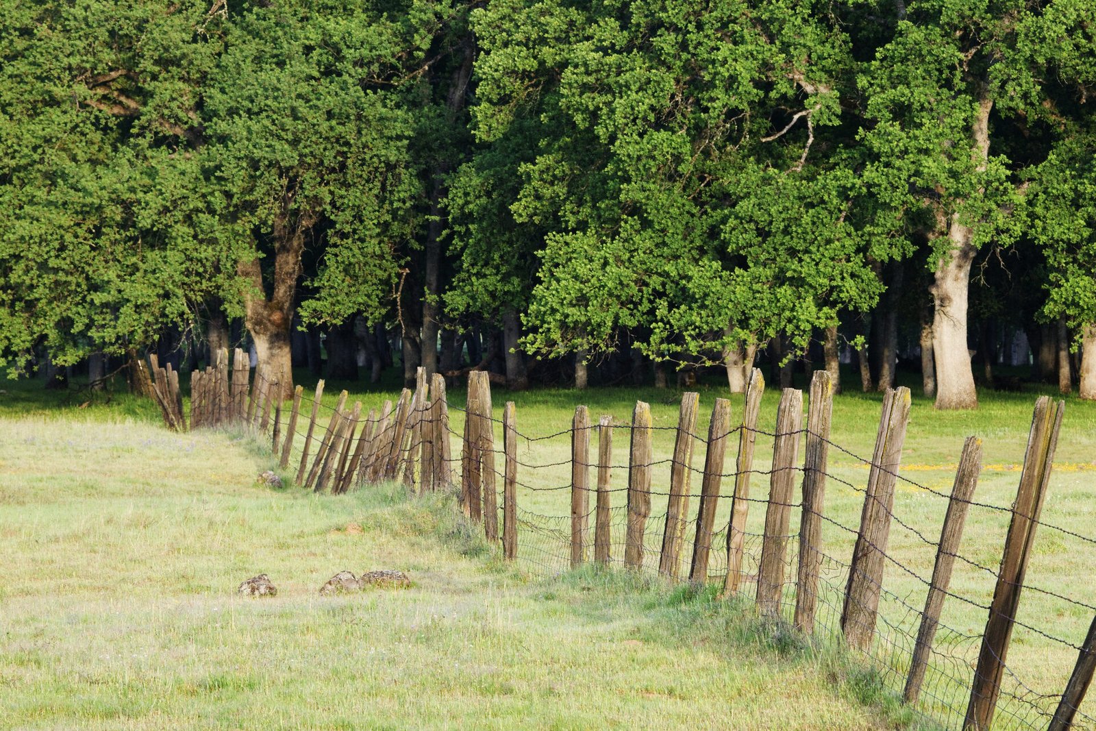 Right-of-way clearing along fence lines