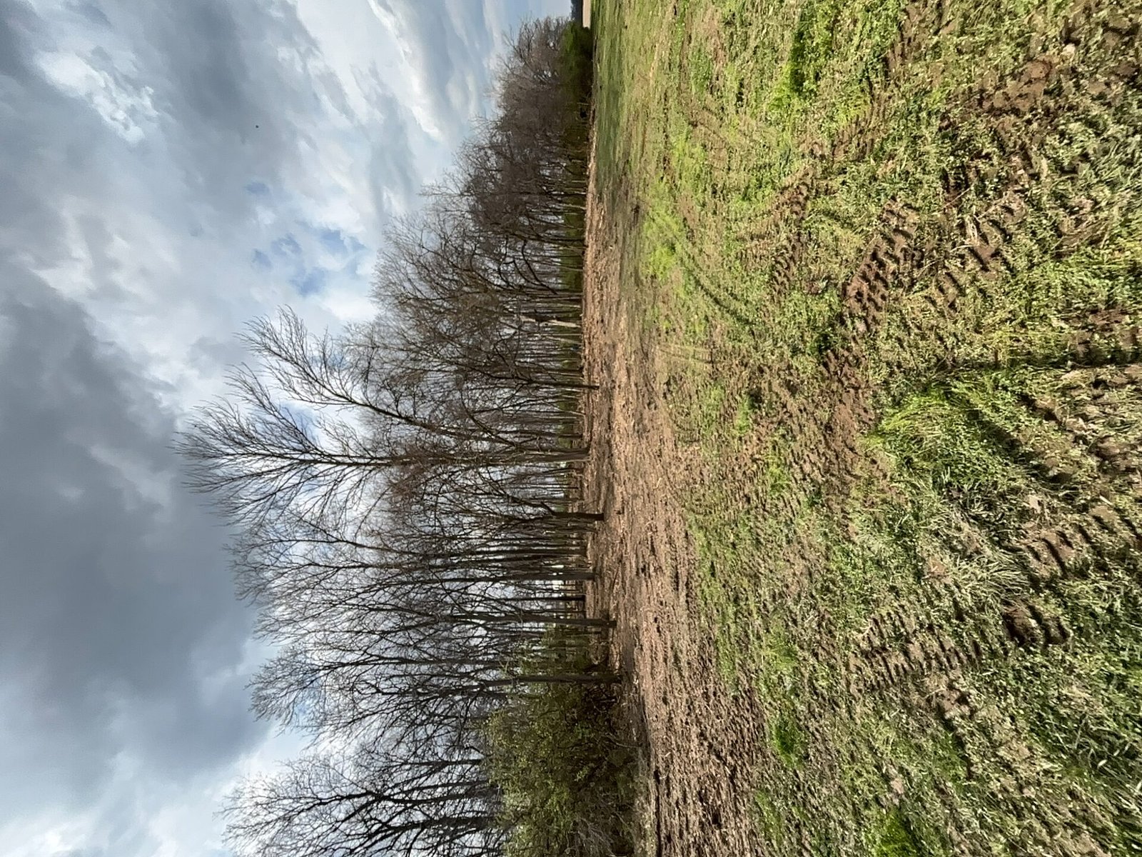 Forestry Mulching after clearing by Stoney Mountain Land Management