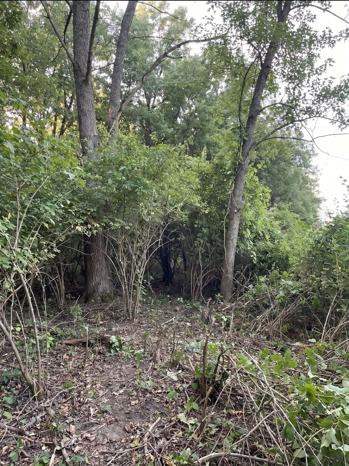 Forestry Mulching before by Stoney Mountain Land Management