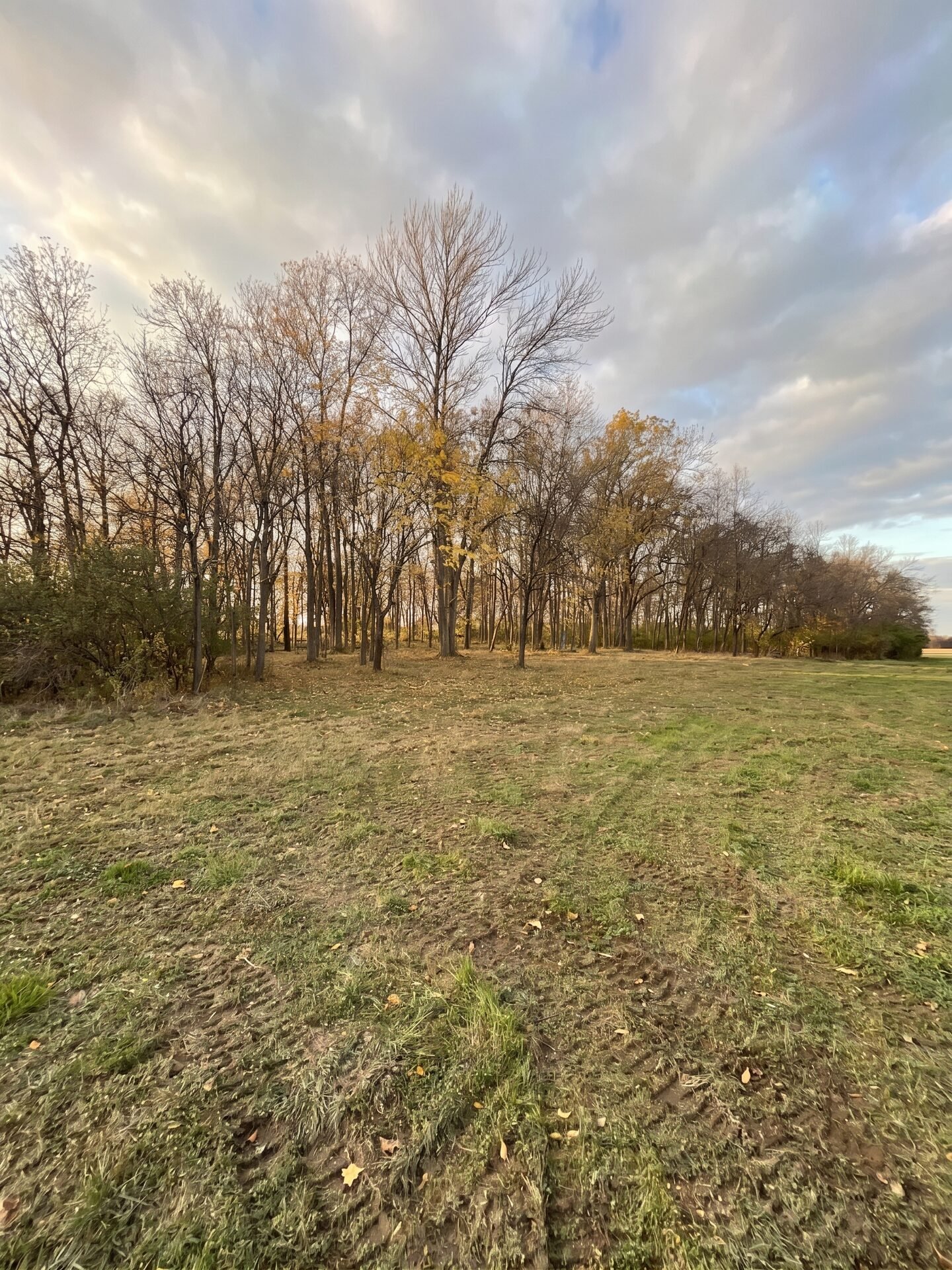 Forestry Mulching maintained by Stoney Mountain Land Management