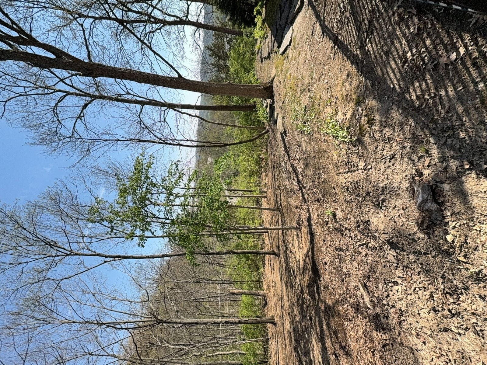 Forestry Mulching after clearing