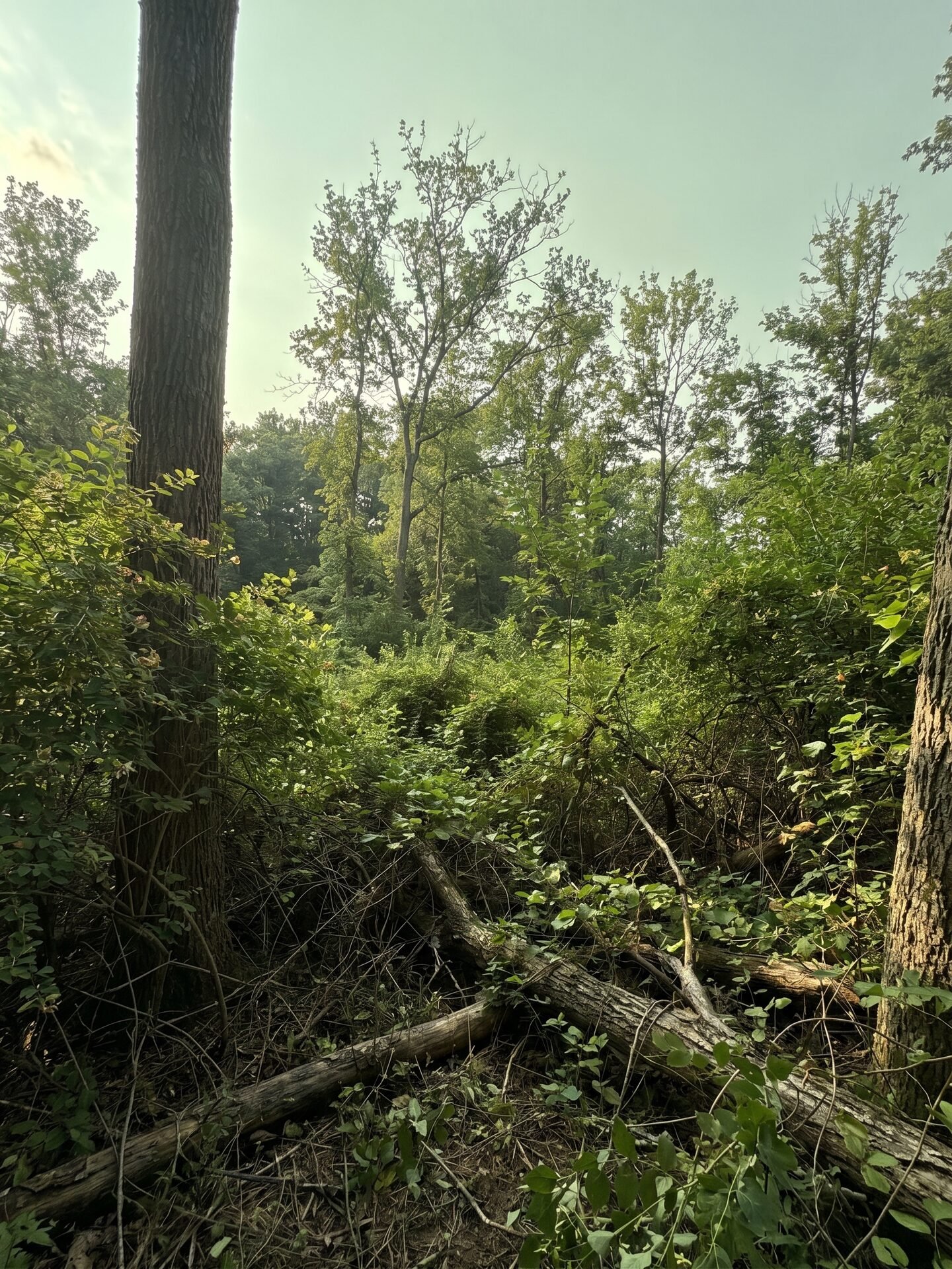 Forestry Mulching before