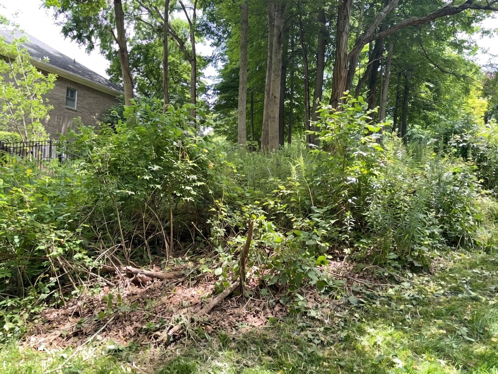 Bush Hogging before