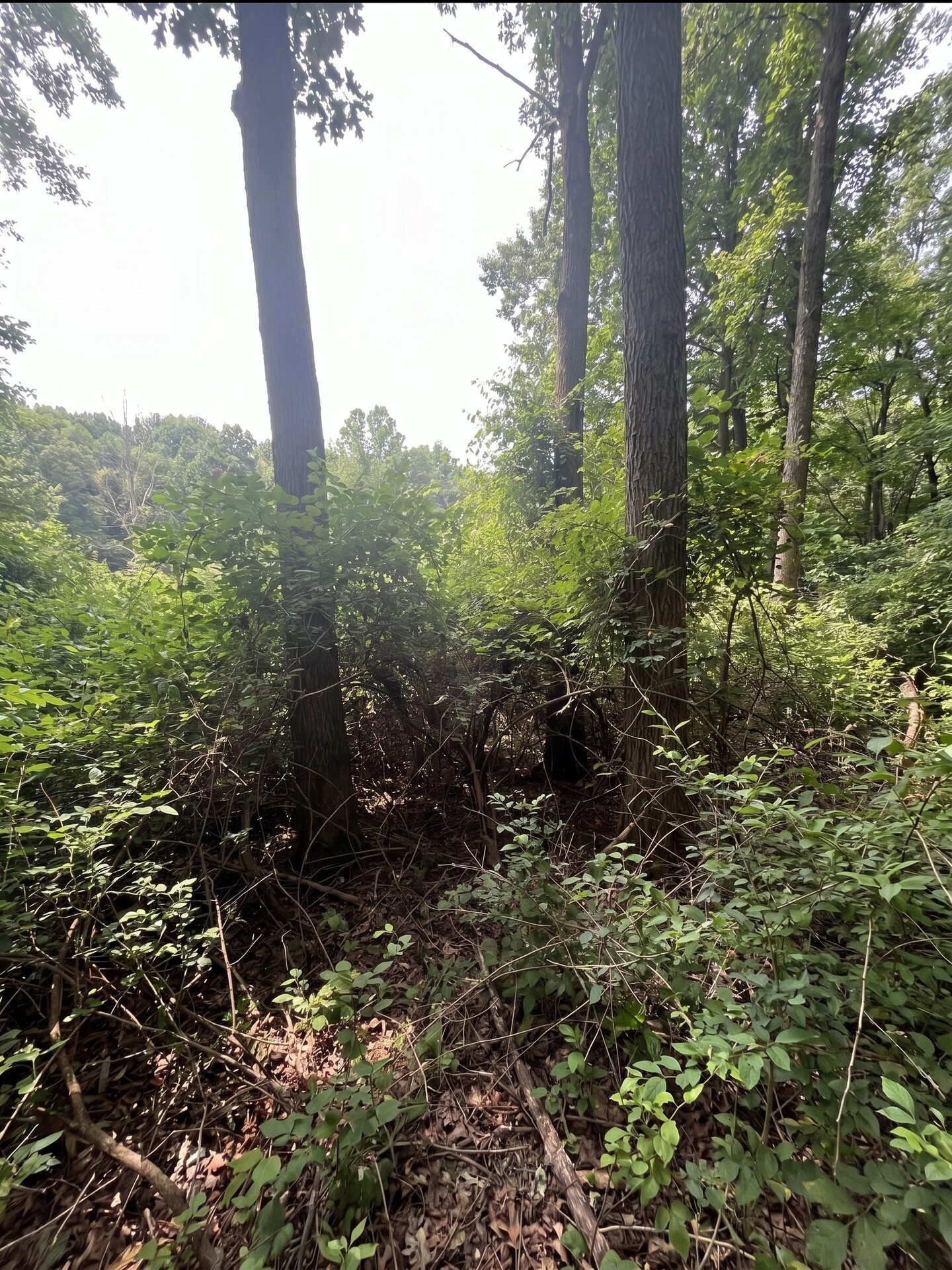 Property before clearing